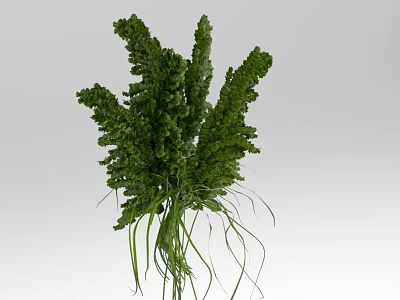 Lush Green Fern Plant With Dense Foliage And Long Delicate Stems 3d model