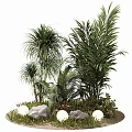 Tall Tropical Trees With Lush Green Palms Surrounding Rocks And Decorative Lights