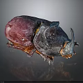 Rhinoceros Beetle With Dark Purple Black Exoskeleton On Shiny Dark Surface