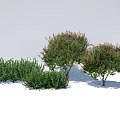 Green Ground Cover Plants With Flowering Shrubs In Garden Landscape