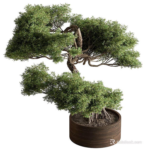 Artistic Bonsai Plant with Curved Trunk Lush Foliage and Exposed Roots in Brown Pot 3d model 