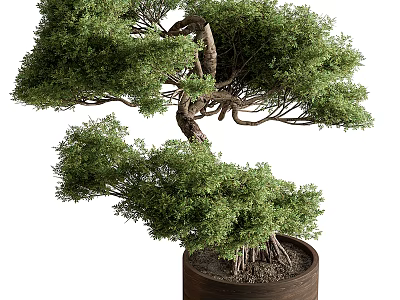 Artistic Bonsai Plant with Curved Trunk Lush Foliage and Exposed Roots in Brown Pot 3d model