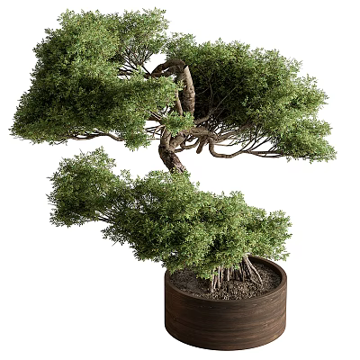 Artistic Bonsai Plant with Curved Trunk Lush Foliage and Exposed Roots in Brown Pot 3d model