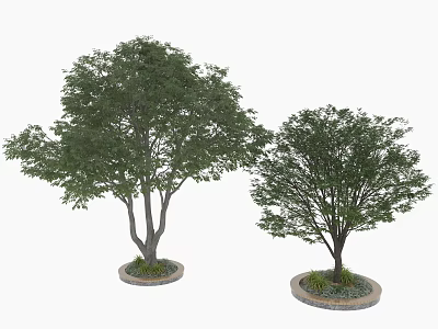 Two Arbor Trees with Circular Bases Surrounded by Small Plants and Gravel 3d model