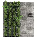 Lush Vertical Green Plant Wall with Mixed Foliage Against Concrete Background