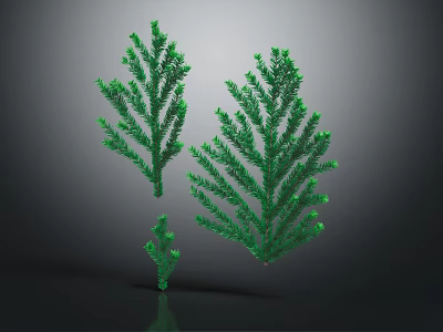 Green Leafy Plants Resembling Pine Needles Three Sizes on Gray Gradient Background with Reflections 3d model