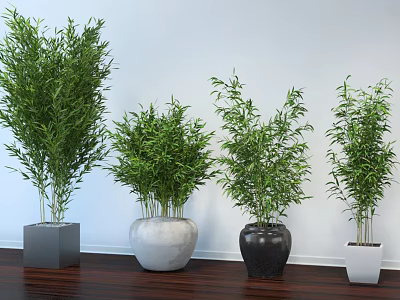 Bamboo Bonsai Potted Plants In Various Pots On Wooden Floor With White Wall 3d model