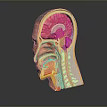 Detailed Human Head Anatomy Model Showing Brain Nasal And Throat Structures