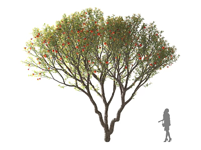 Tall Arbor With Green Leaves And Red Fruits Featuring Multi Branched Trunk And Person Silhouette 3d model