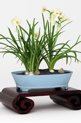 Chinese Wooden Base Case Narcissus Bonsai 3d model