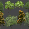 Different Arbor Tree Varieties With Green Leaves Dense Canopies and Various Heights