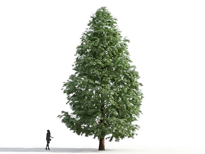 Tall Green Arbor Tree With Lush Foliage And Person Walking Beside It 3d model