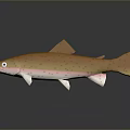Orange Spotted Trout With Pink Underbelly On Gray Background And Reflection 3d model