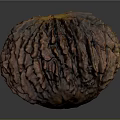 Rustic Dried Fruit With Textured Brown Surface And Circular Shape