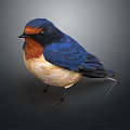 Vibrant Swallow with Blue Wings Orange Chest Perched on Dark Background