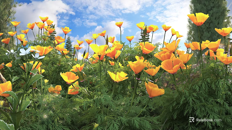 Bright Yellow Poppies Blooming Under Sunlight With Blue Sky White Clouds And Green Leaves 3d model 