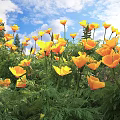 Bright Yellow Poppies Blooming Under Sunlight With Blue Sky White Clouds And Green Leaves