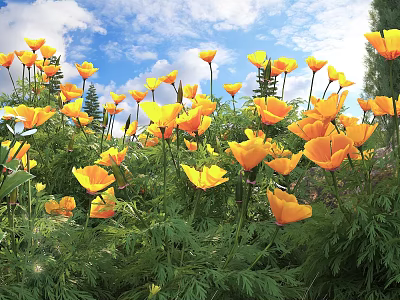 Bright Yellow Poppies Blooming Under Sunlight With Blue Sky White Clouds And Green Leaves 3d model