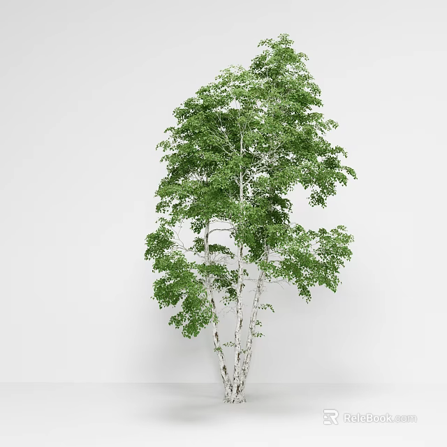Tall Slender Tree With White Trunk And Lush Green Leaves In Natural Setting 3d model 