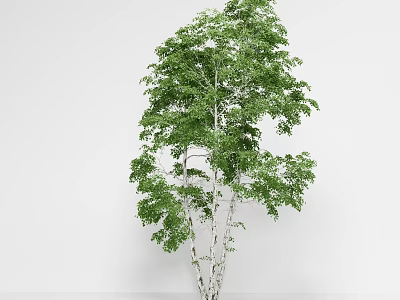 Tall Slender Tree With White Trunk And Lush Green Leaves In Natural Setting 3d model