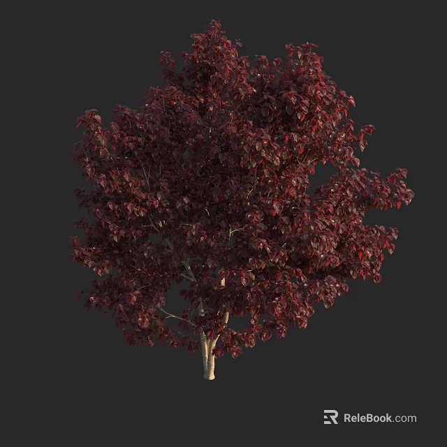 Tall Tree With Dark Red Leaves And Single Stem On Dark Backdrop 3d model 
