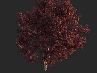 Tall Tree With Dark Red Leaves And Single Stem On Dark Backdrop 3d model