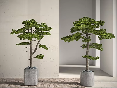 Two Green Pine Bonsai Potted Plants in Gray Concrete Pots for Modern Interior 3d model