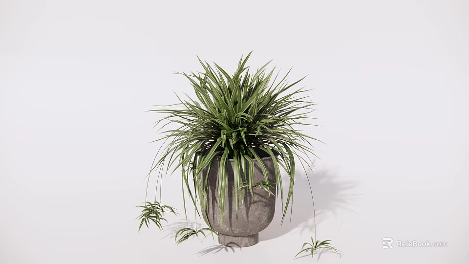 Bonsai Potted Plant With Green Slender Leaves Trailing Branches In Concrete Pot For Indoor Decor 3d model 