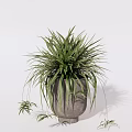 Bonsai Potted Plant With Green Slender Leaves Trailing Branches In Concrete Pot For Indoor Decor