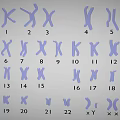 Human Chromosomes Karyotype Display With Numbered Pairs And Sex Chromosomes