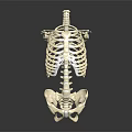Anatomical Human Skeleton Organ Structure Displaying Torso Spine Ribs And Pelvis Model