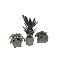 Bonsai Potted Plants In Concrete Pots With Broad Leaves And Striped Foliage For Modern Decor