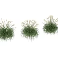 Three Clumps of Green Grass with White Plumes Growing Against Black Wall on Green Lawn