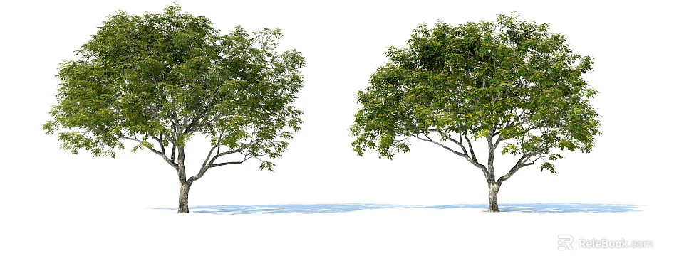 Two Tall Trees With Lush Green Leaves And Thick Trunks In Natural Setting 3d model 