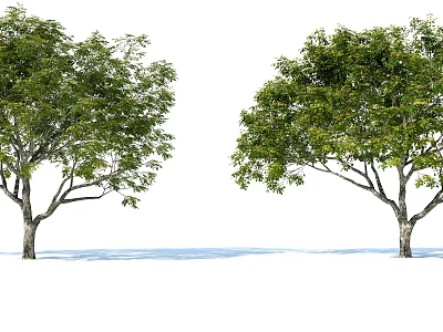 Two Tall Trees With Lush Green Leaves And Thick Trunks In Natural Setting 3d model