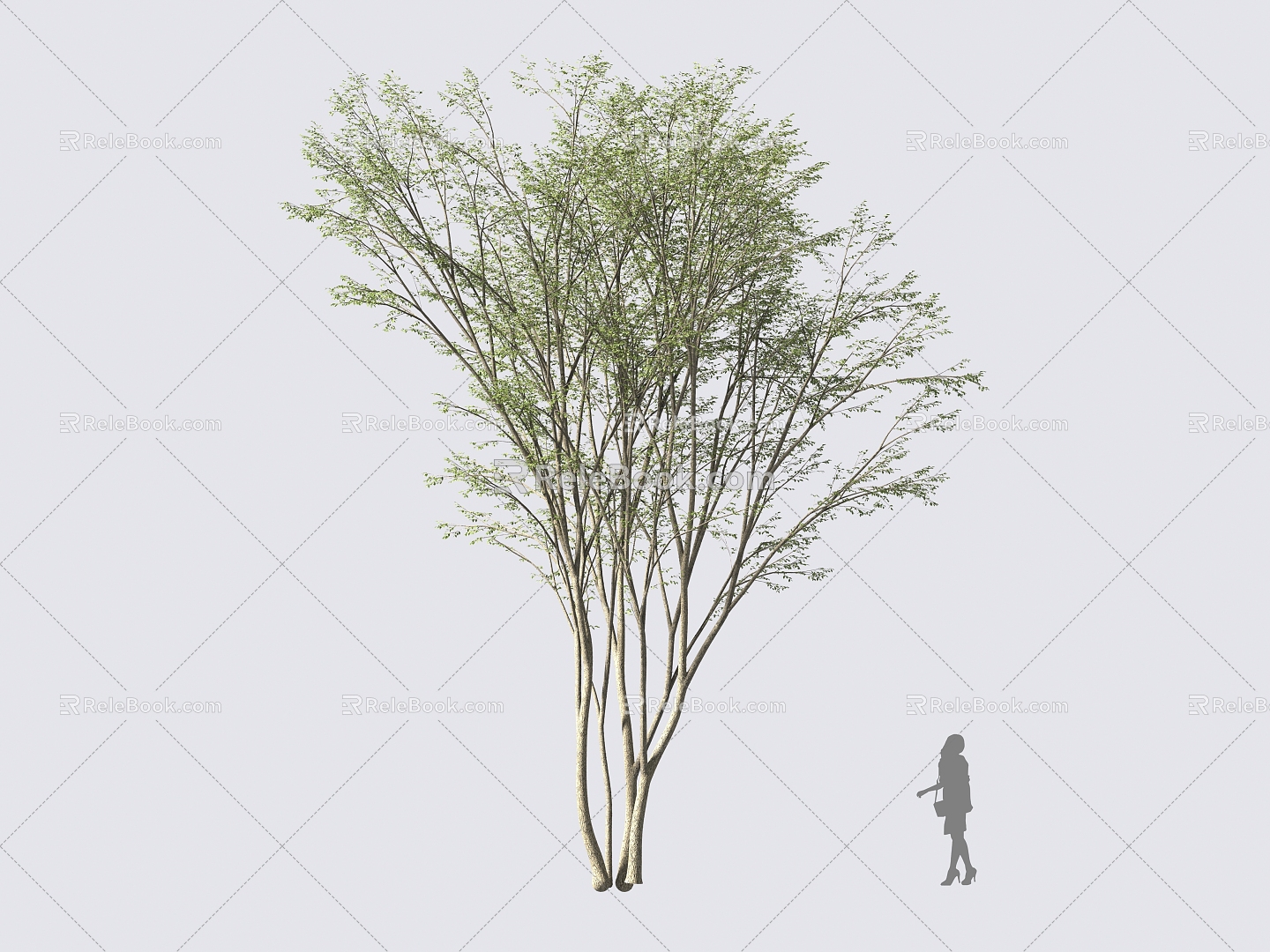 Trees Hornbeam Trees Landscape Trees Street Trees Street Trees 3d model