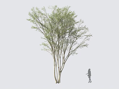 Multi Trunk Arbor With Lush Green Foliage And Person Silhouette Standing Nearby 3d model