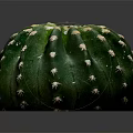 Green Round Cactus Plant With White Spines On Dark Background And Reflection