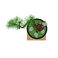 Wooden Flower Stand with Bonsai Pine Tree in Black Pot and Traditional Design