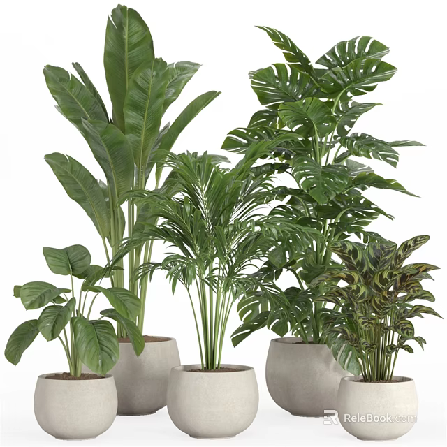 Various Green Plants Decorative Ornament Set With Minimalist Pots For Indoor Home Decoration 3d model 