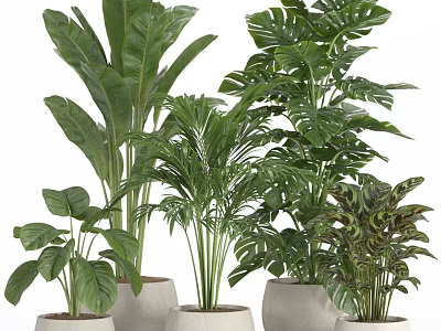 Various Green Plants Decorative Ornament Set With Minimalist Pots For Indoor Home Decoration 3d model