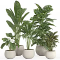Various Green Plants Decorative Ornament Set With Minimalist Pots For Indoor Home Decoration
