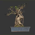 Bonsai Tree With Twisted Trunk Exposed Roots In Square Moss Covered Pot