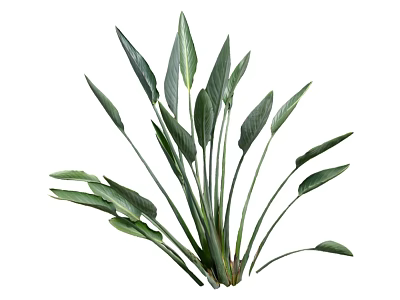 Lush Green Tropical Plant With Long Leaf Blades And Vibrant Foliage For Indoor Decoration 3d model