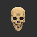 Realistic Beige Human Skull Model With Hollow Eye Sockets And Teeth