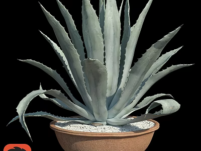 Decorative Agave Plant in Terracotta Pot with White Pebbles for Garden Decor 3d model