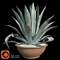 Decorative Agave Plant in Terracotta Pot with White Pebbles for Garden Decor