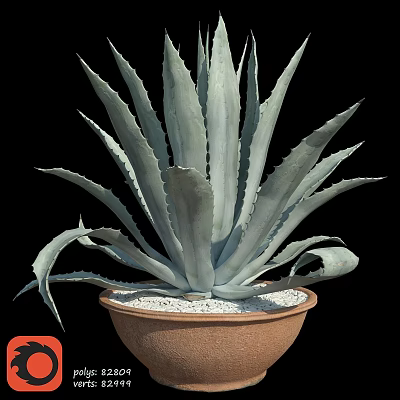 Decorative Agave Plant in Terracotta Pot with White Pebbles for Garden Decor 3d model