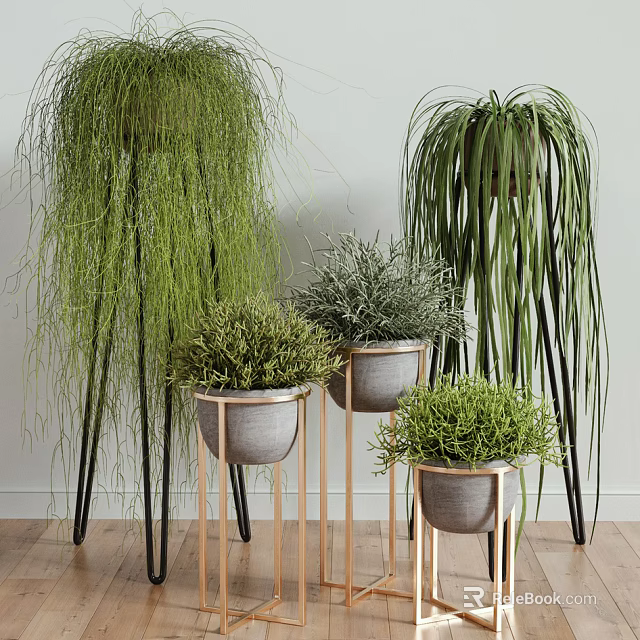 Indoor Bonsai Plants With Different Green Foliage In Decorative Pots And Stands 3d model 