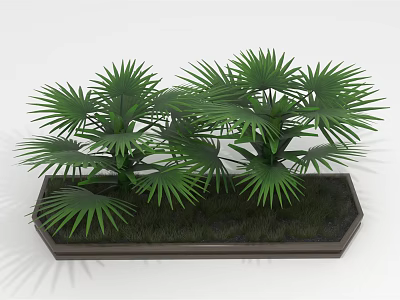 Lush Green Palm Plants With Fan-Shaped Leaves In Black Hexagonal Planter 3d model